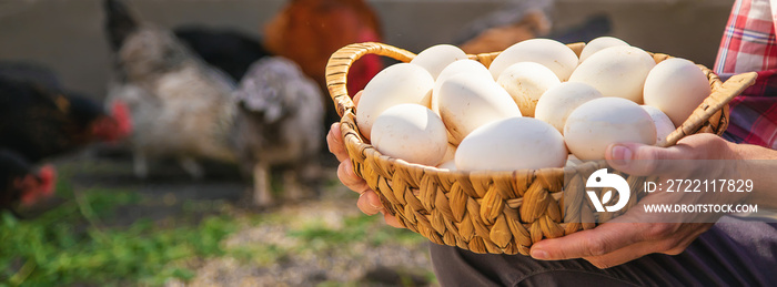 Chicken eggs in the hands of a man. Selective focus.