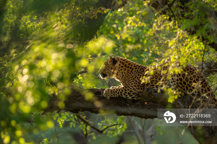 indian wild male leopard or panther on tree in natural monsoon green background during outdoor jungle safari at forest of central india asia - panthera pardus fusca