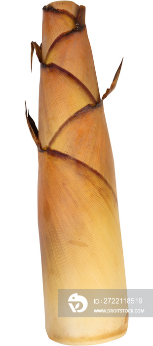 Bamboo shoot