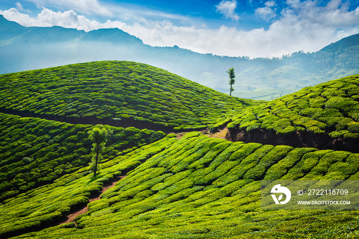 Tea plantations. Munnar, Kerala