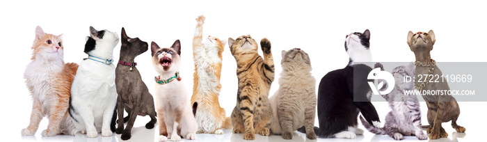 group of ten cute cats looks up