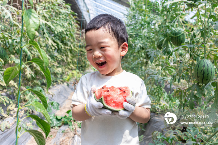 快乐的小男孩在种植大棚吃西瓜