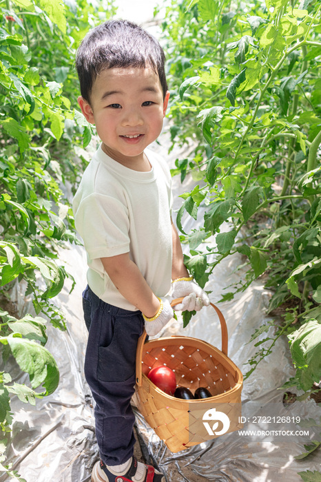 快乐的小男孩在蔬菜大棚采摘西红柿