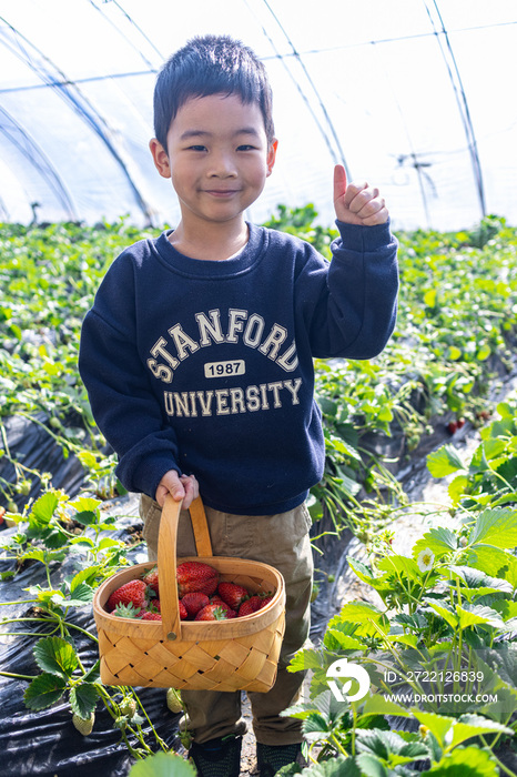 一个小男孩在采摘园提着篮子采草莓