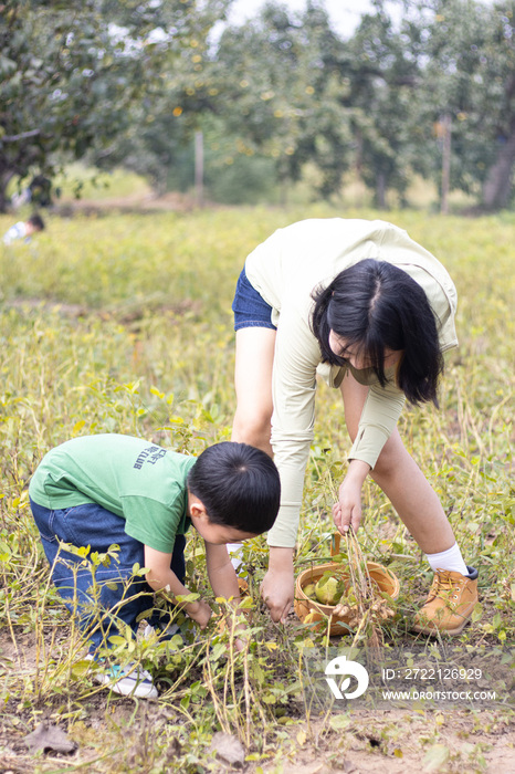 母子在田园里采摘花生