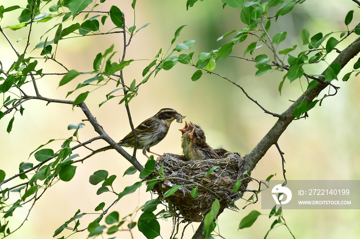 Yellow-throated bunting bird, Yellow Hammer, Emberiza elegans