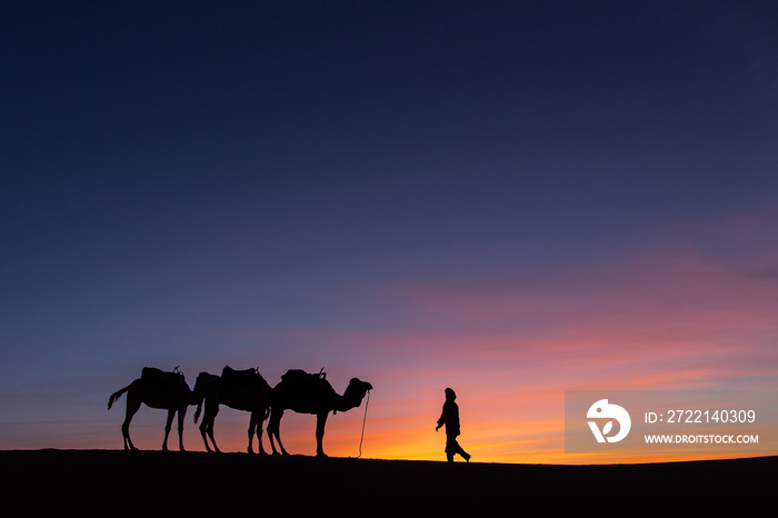 Silhouette of caravan in desert Sahara, Morocco with beautiful and colorful sunset in background