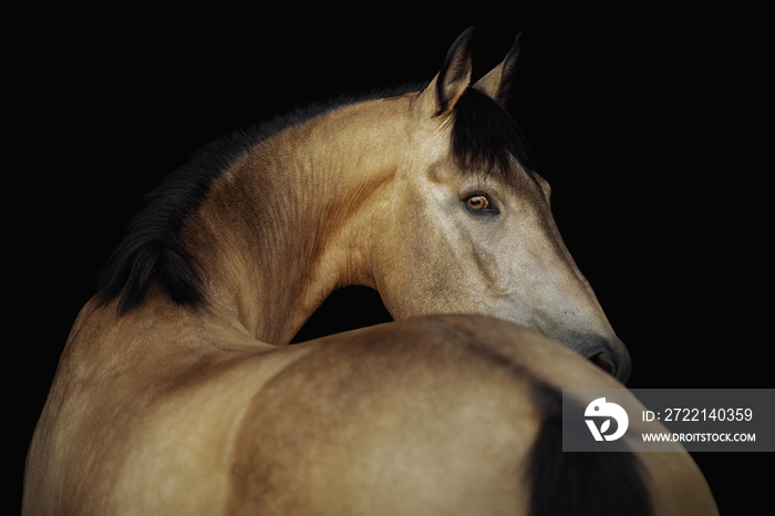 Portrait of a cream-coloured horse on a black background