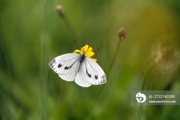 Cabbage moth (Pieris brassicae) sitting on a flower in the middle of a meadow with a blurred green and yellow background.