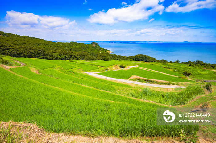 Dramatic Landscape of Rice Terraces in Teshima Island in Kagawa Prefecture in Japan in Summer, Travel or Agriculture Background, Food Industry