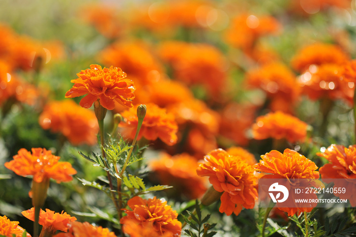 Marigolds (Tagetes erecta, Mexican marigold, Aztec marigold, African marigold)