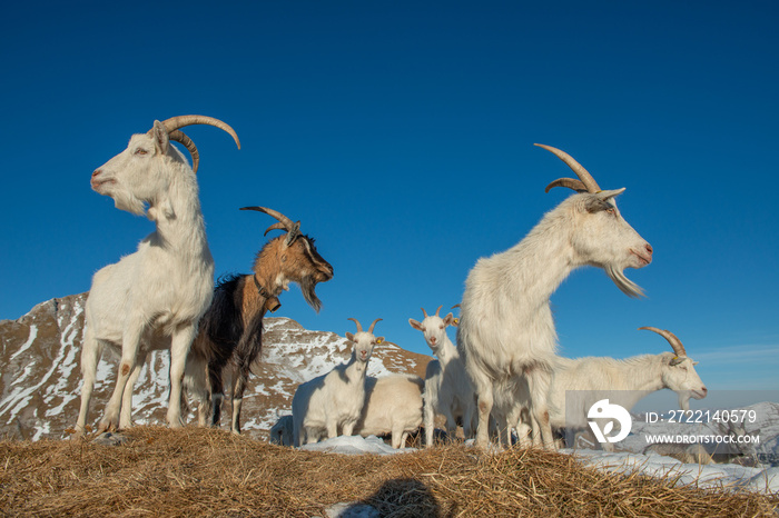 goats in the mountainous and Kashmir