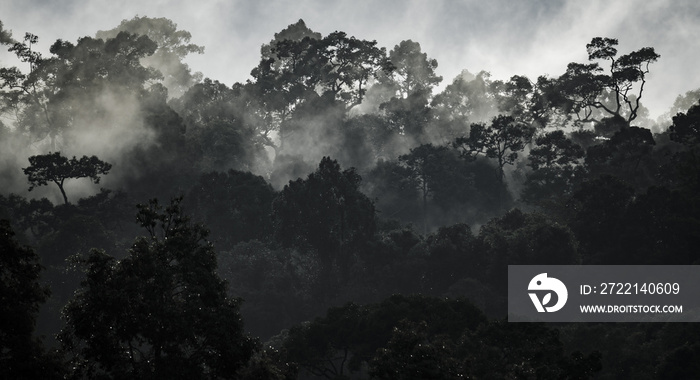 Black and white of tropical forest, Khao Yai National Park, Thailand