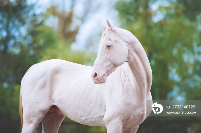 Portrait of a beautiful horse of Akhal-Teke breed on a background of green foliage. Isabel Stallion with Blue Eyes