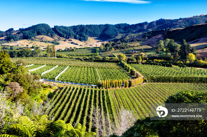 Row of beautiful grape yard before sunset with mountain in Otago, New Zealand