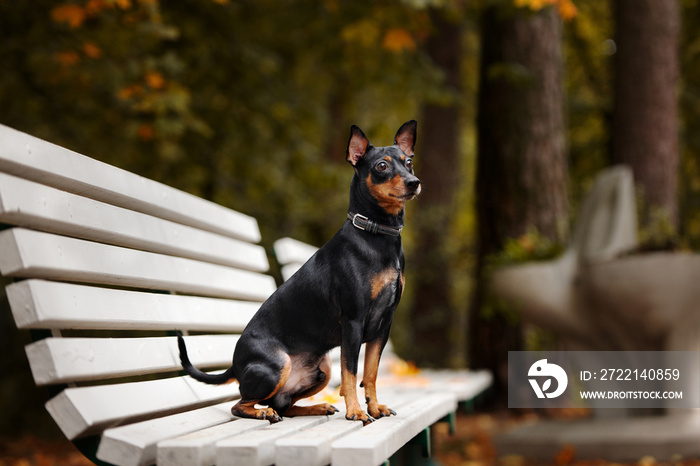 beautiful small dog posing on a bench