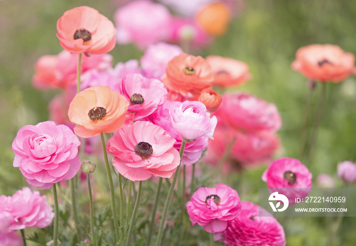 Original photograph of pink and coral colored Ranunculus growing in a field of flowers