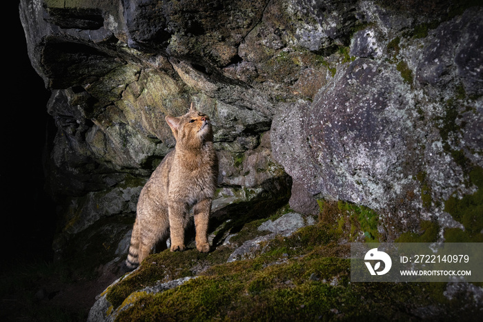 European wildcat in beautiful nature habitat. Very rare and endangered animal. Felis silvestris. Wild eurasian animals. European wildlife. Wildcats.