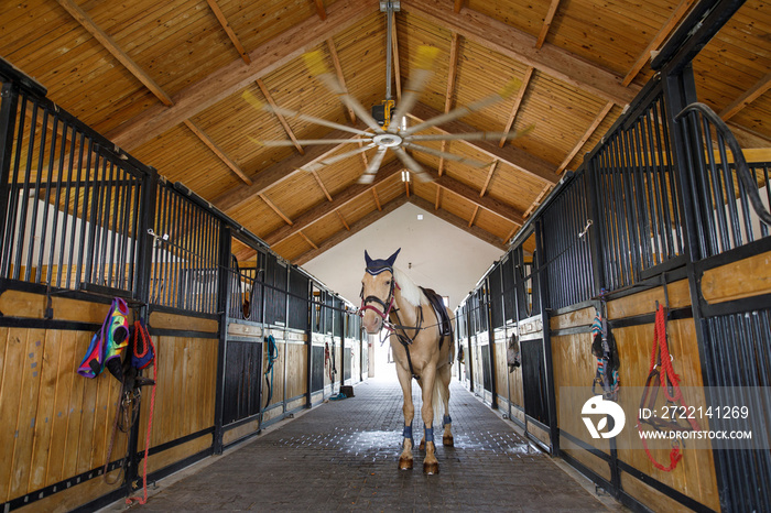 Horse Paddock Equestrian Ranch Stable. Horses in their stable