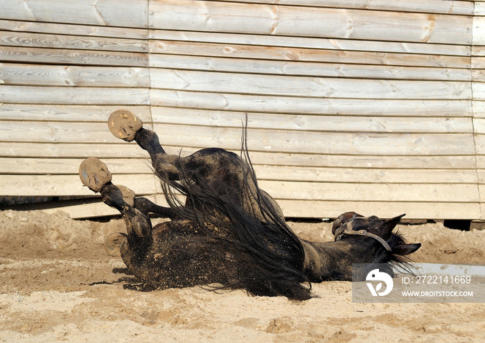 Sports horse is lying in sand in round arena