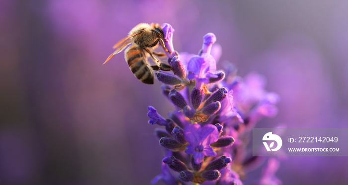 Honey bee collects nectar on lavender flowers. Close-up.