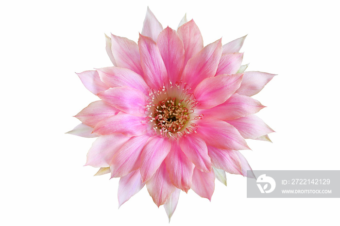 Bloom pink flowers cactus with isolated on white background