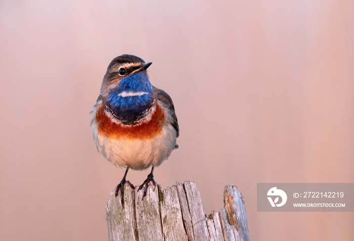 Bluethroat bird close up ( Luscinia svecica )