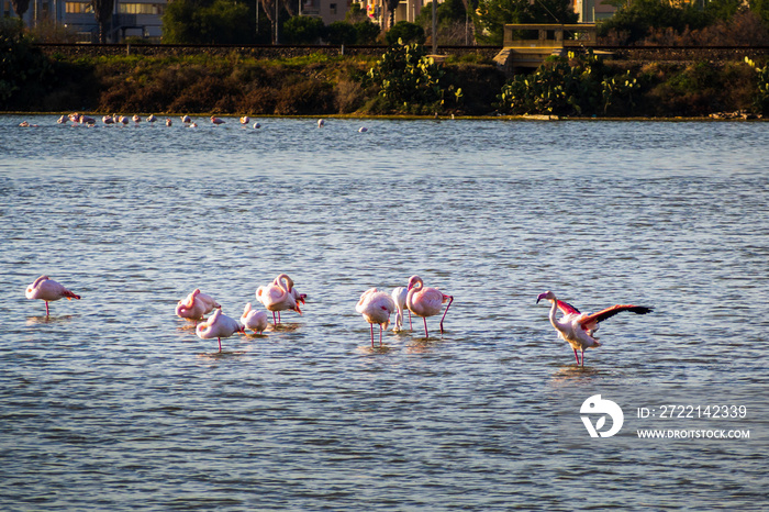 Fenicotteri nelle saline di Augusta, Sicilia