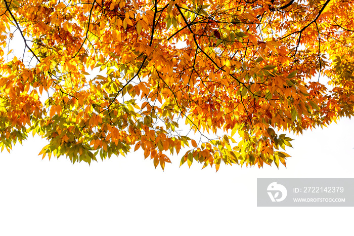 Autumn leaves on white background. Golden leaves isolated on white.