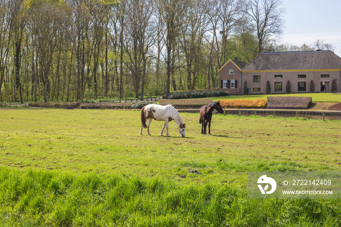 Two horses in a green field in the spring with a beautiful historic building on the background