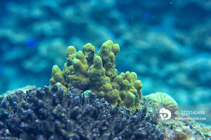 underwater scene / coral reef, world ocean wildlife landscape