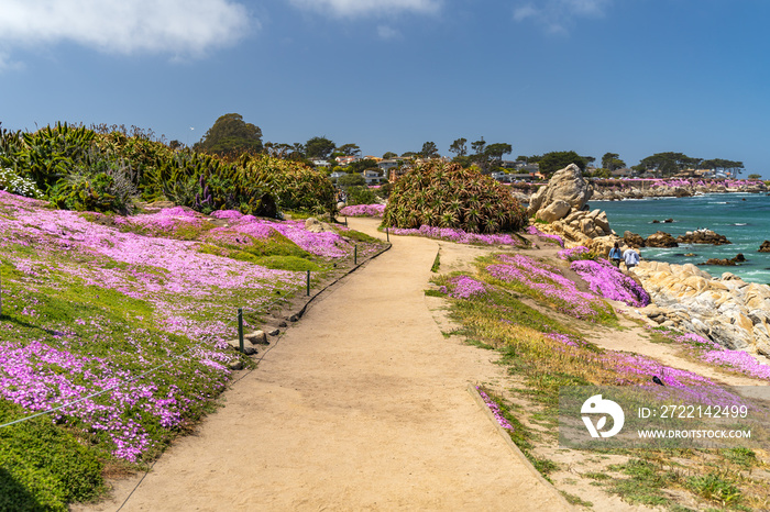 A scenic pathway with blooming purple flowers along the Pacific coast, Lovers Point Park, Monterey