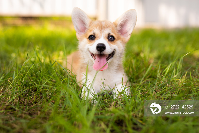 Corgi baby dog wait for someone in summer sunny day