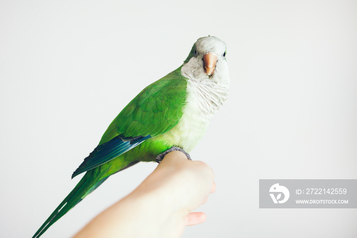 Close-up of woman hand holding beautiful green Monk Parakeet. Quaker parrot sits on girl arm and looks directly at camera. Selective focus, white background.  Friendly parrot