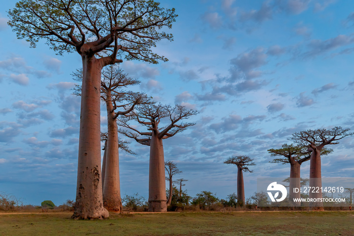 Beautiful Baobab trees at sunset at the avenue of the baobabs in Madagascar