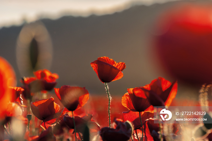 red poppies in the field in evening light. beautiful nature background with flowers. hill blurred out in the distance. sunny weather. shallow depth of field