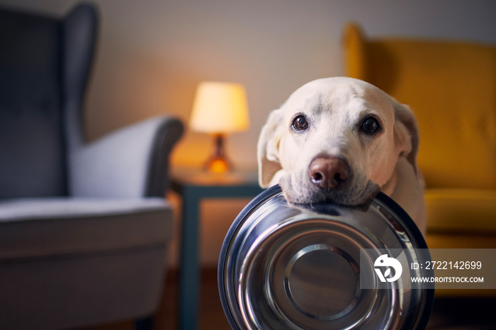 Hungry dog with sad eyes is waiting for feeding at home. Cute labrador retriever is holding dog bowl in his mouth.