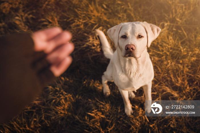 young labrador retriever dog puppy pet with big eyes eating delicious food given to him by person outdoors