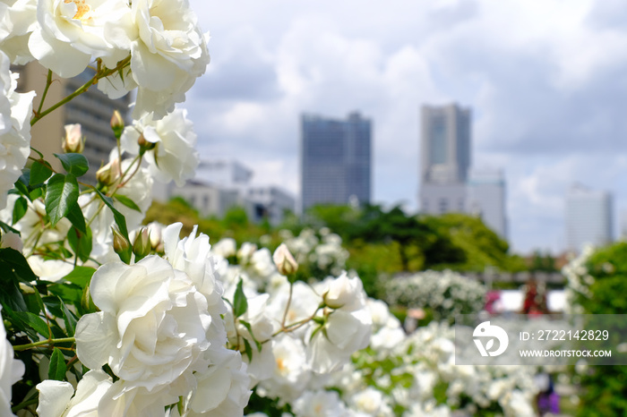 rose flowers in Yokohama