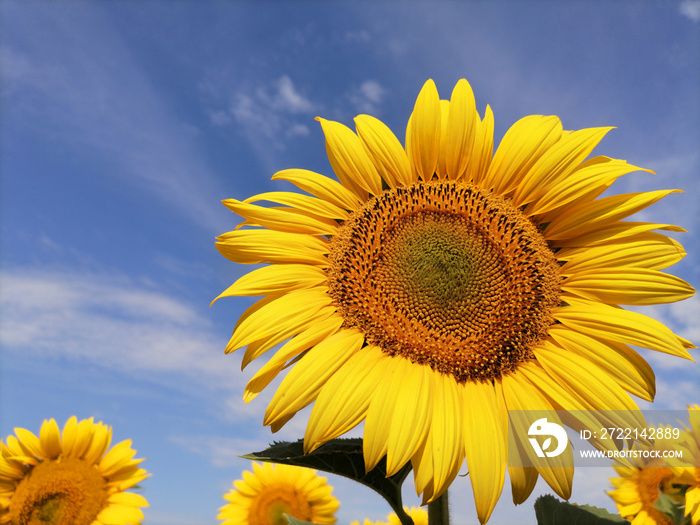 Wonderful blossom sunflower. Closeup head and petals. In the background sunflowers field and blue sky. Beautiful landscape.