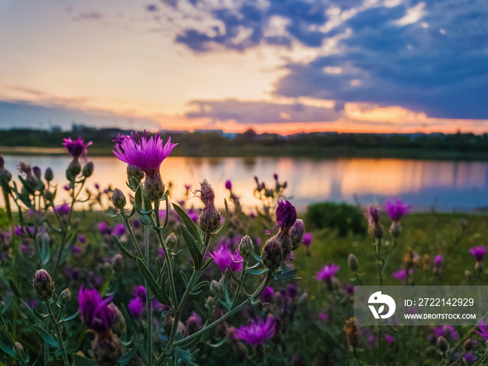 Close up of wild, purple shrub flowers blooming in the meadow near lake over sunset background in a calm summer evening