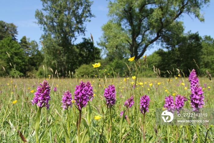 a row beautiful purple blooming orchids in a flowery grassland with yellow buttercups and rattles and a forest with trees in the background in holland in springtime