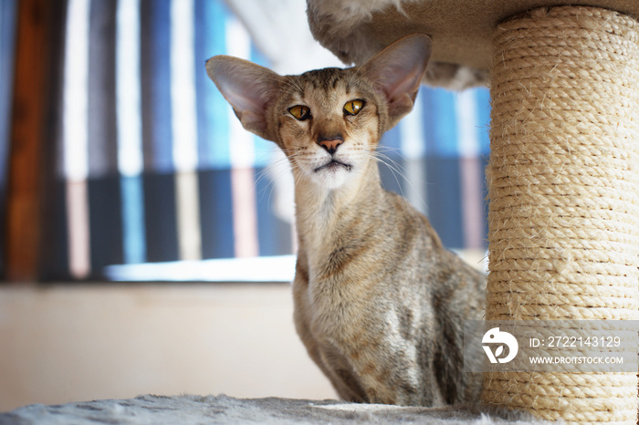 Oriental shorthair cat is relaxing indoors