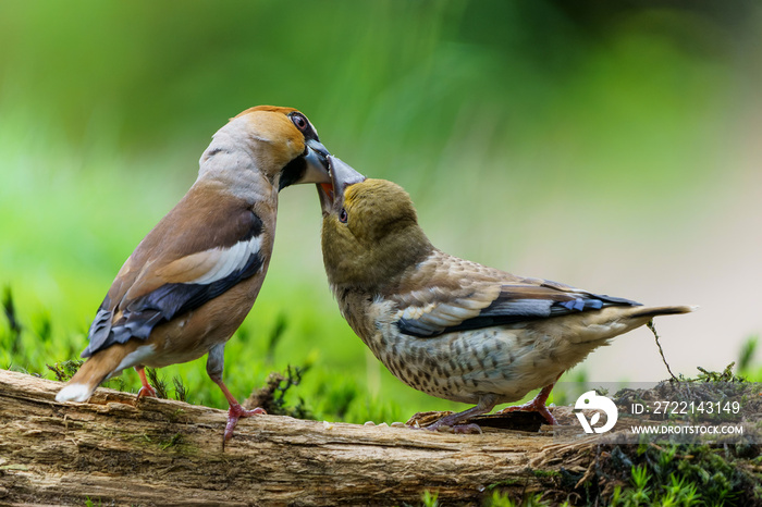 Hawfinch (Coccothraustes coccothraustes) male feeding a young one in the forest of Noord Brabant in the Netherlands.