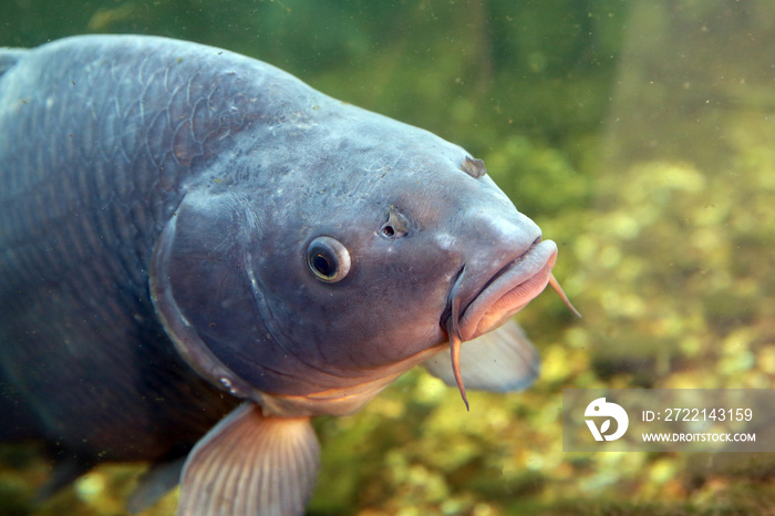 Large, beautiful carp float in the pond .