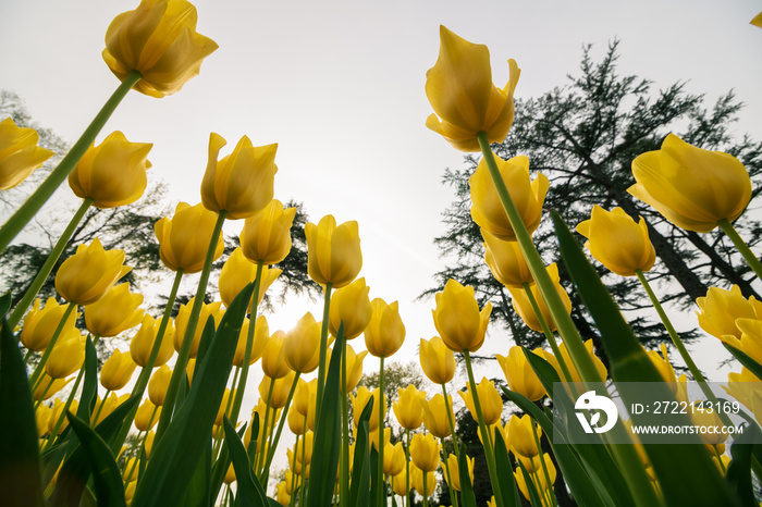 Wide angle view of yellow tulips from below. Spring flowers background photo