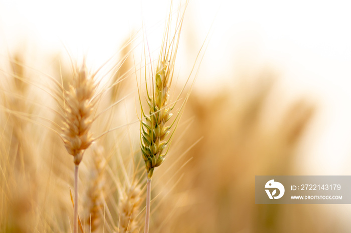 Wheat crop field. Ears of golden wheat close up. Ripening ears of wheat field background. Rich harvest Concept.