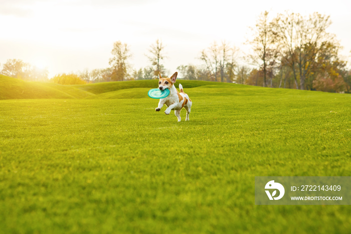 Natural background dog playing with pet toy.