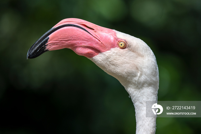 close up view of greater flamingo (Phoenicopterus roseus)