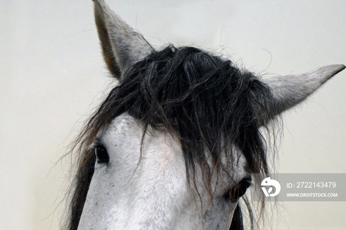 Andalusian horse looking at camera. Head close up image. Horse breed also known as the Pure Spanish Horse or PRE (pura raza española).